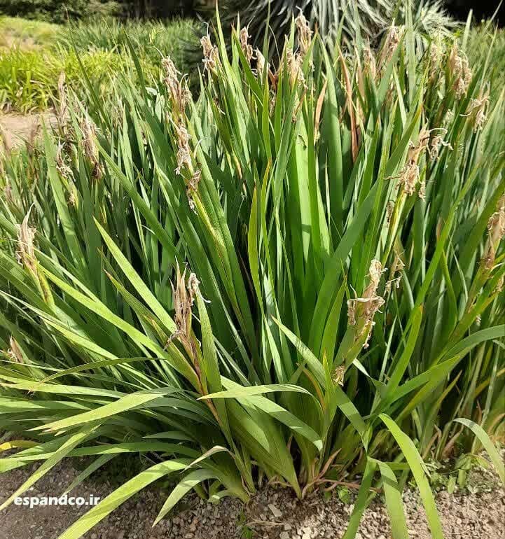  بذر زنبق سیبری 